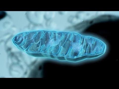 Wie Mitochondrien Energie produzieren