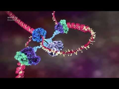 DNA-Animation (2002–2014) – Drew Berry & Etsuko Uno, wehi.tv