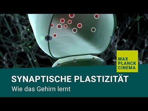 Synaptische Plastizität – wie das Gehirn lernt
