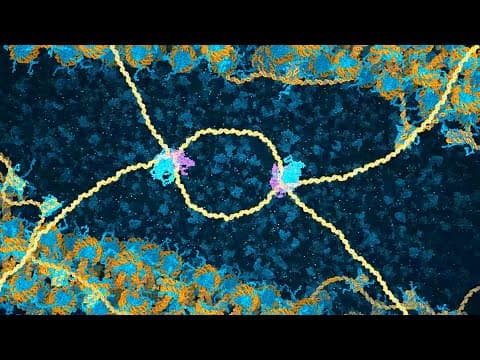 DNA-Reparatur durch homologe Rekombination (2024) – Drew Berry, wehi.tv