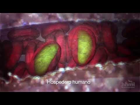 Malaria: die Mücke als Wirt (HHMI BioInteractive)