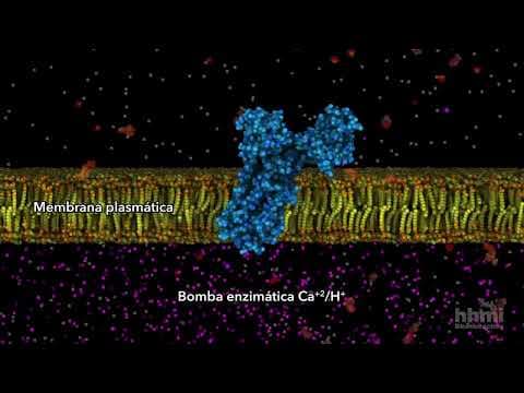 ATP im Einsatz (HHMI BioInteractive)